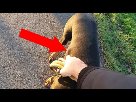 Video: Behandlung Von Mundzysten Bei Hunden