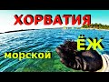 Отдых в Хорватии 2020. Ловим и едим морских Ежей.Икра морского Ежа. Как правильно есть морского Ежа.