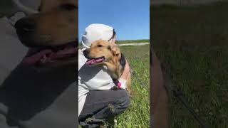 🐕🌿💛 Adel sucht ihr Glück – vielleicht bei dir? 💛🌿🐕