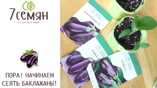 видео: СЕЕМ БАКЛАЖАНЫ! НЕ НАРУШАЙТЕ ОСНОВНЫЕ ПРАВИЛА! картинка: СЕЕМ БАКЛАЖАНЫ! НЕ НАРУШАЙТЕ ОСНОВНЫЕ ПРАВИЛА!