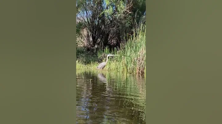 Salt River Dreams:  Great Blue Heron