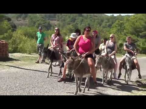Tourist donkeys