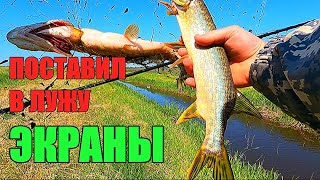 видео: 2 ЩУКИ ЗА РАЗ!!! - на один экран я ещё не ловил никогда!!! Незабываемая рыбалка. картинка: 2 ЩУКИ ЗА РАЗ!!! - на один экран я ещё не ловил никогда!!! Незабываемая рыбалка.