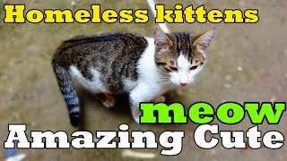 Free Kittens Near Me: Because They Live On The Street | Lucky Paws