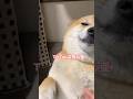 #柴犬 #柴犬のいる暮らし #dogsofinstagram #dogshorts #dog #shibainu #癒し #かわいい犬 #心亜