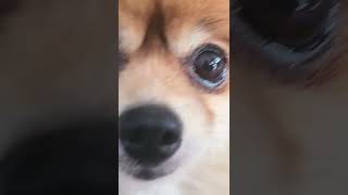 Kitten Visits Pomeranian