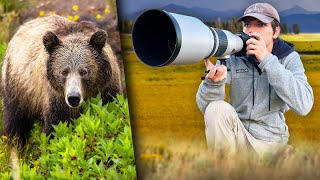 Up-Close & Personal with Yellowstone's Grizzly Bears (WILDLIFE PHOTOGRAPHY)