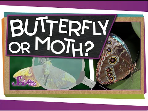 Video: Rozdiel Medzi Butterfly A Moth