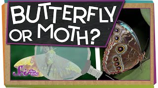 Butterfly Or Moth