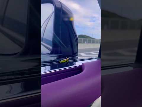 Grasshopper's Epic Ride