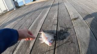 How I caught a Good size snapper at Stony Point Pier!