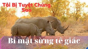 Sừng Tê Giác Và Cuộc Chiến Chống Tuyệt Chủng