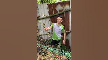 Cây cứu đói ở trên rừng già #samlaichau #samngoclinh