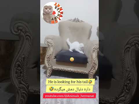 روباه شیر ببر پلنگ الاغ گوسفند خرس زنبور پاندا کفتار سنجاب کانگورو سور موش آهو آهو 