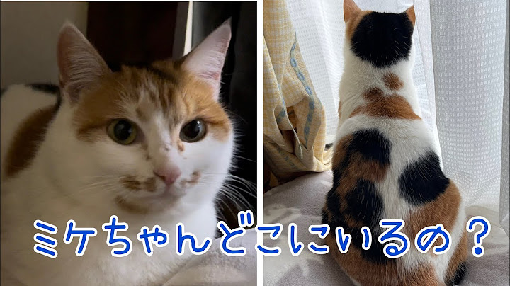 [保護34日目から36日目）悪夢のような3時間
