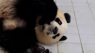 잠자는 내실의 공주 아이바오와 전할시 미공개 클립 panda clip
