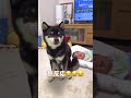 赤ちゃんをかまわない豆柴【柴犬】#shorts