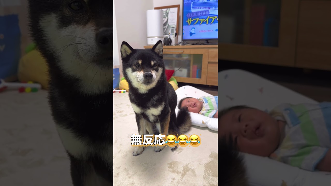 赤ちゃんをかまわない豆柴【柴犬】#shorts