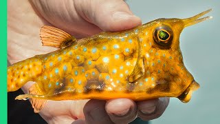 Myanmar's EXTREME SEAFOOD Culture!! STRANGE Creatures and Ocean Farms!!