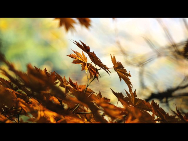 Calming Celtic Instrumental Music