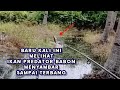 Terlihat loncatan tinggi gabus babon || Predatory fish flying strike