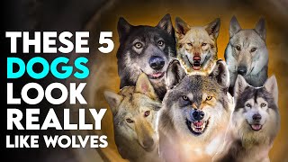 These 5 Dogs Look Really Like Wolves