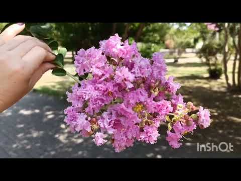 Абхазия. Сухум. Растения для сада.