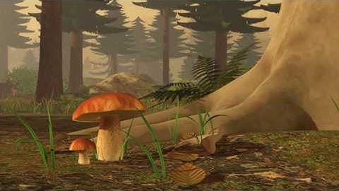 Mycorrhiza: what connects fungus and plant