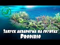 Запуск аквариума на грунтах Prodibio