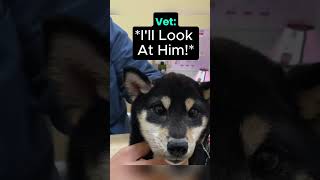 She Brought This INJURED Puppy To the Vet..🥹 #rescue