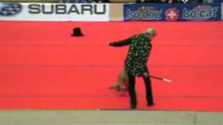 Axa z Lounského chovu 'Joys' dog dancing