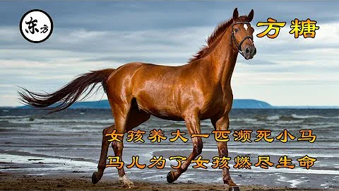 治癒催淚系 女孩養大一匹小馬駒 長大後 賽馬燃燒生命完成比賽 - 天天要聞