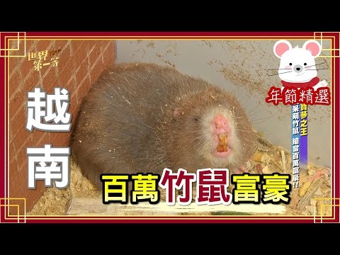 【越南】百萬竹鼠富豪(白子竹鼠)｜《世界第一等》年節精選版