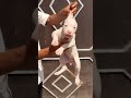 8810623046 Dogo Argentino puppy booking open Heavy bone KCI line Delhi ready Contact now fast #puppy
