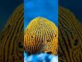 🐋 Amazing Ocean Creatures Filmed Underwater! #viral #shortvideo #fish #marinelife #ocean #trending