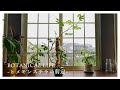 伸びすぎてしまった..ヒメモンステラの剪定|茎伏せ・水挿し・挿し木