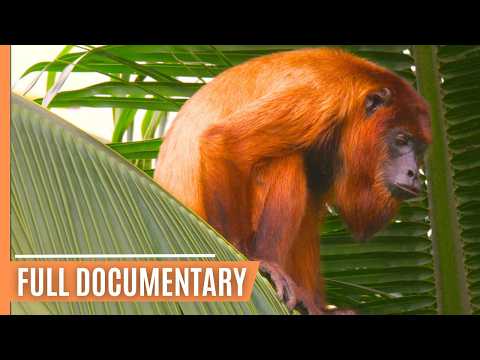 Living with Nature in Guyana's North-East - Rare Wildlife Encounters | Full Documentary