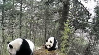 Sejumlah panda raksasa liar tertangkap kamera berebut pasangan kawin di China barat daya