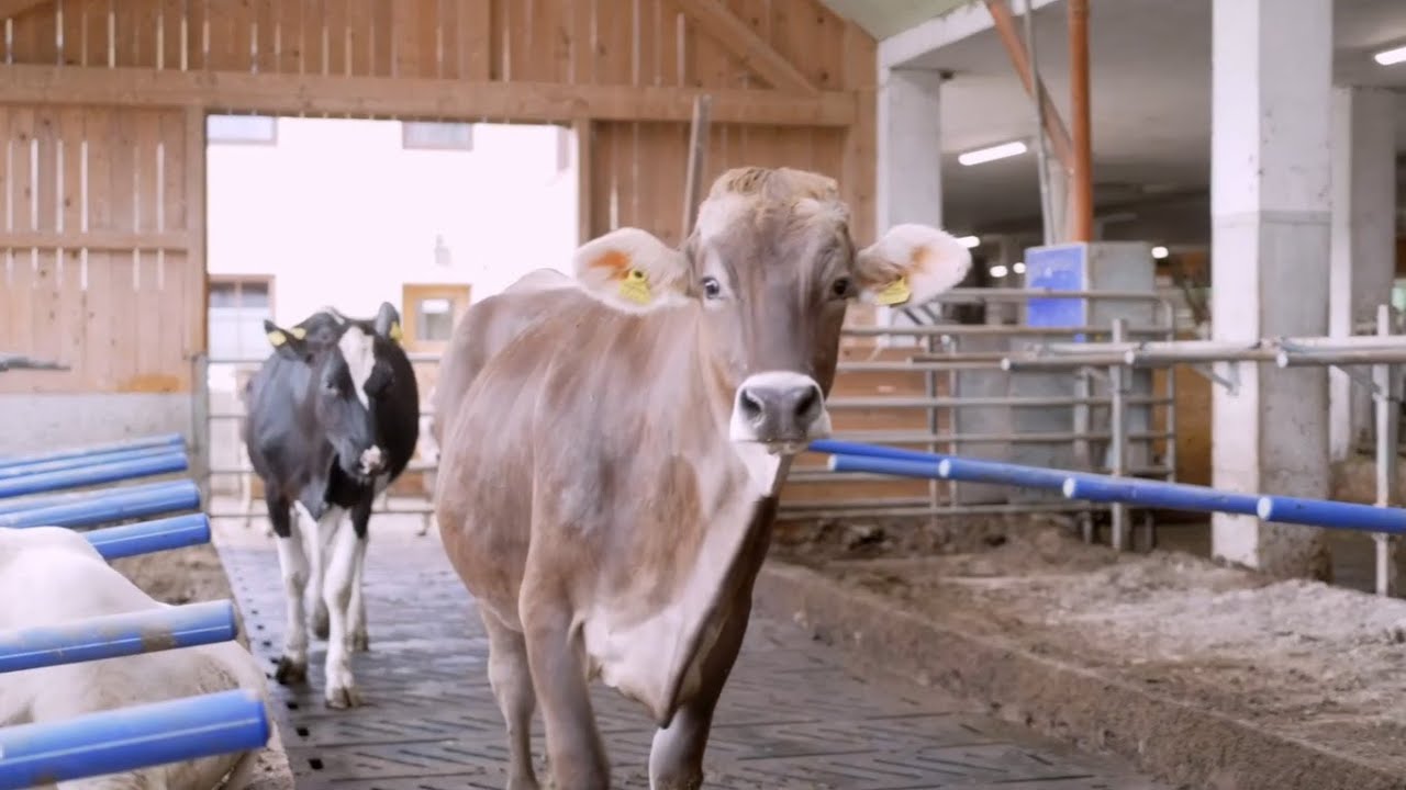 KRAIBURG in Vision 2045 / Animal welfare and environmental protection hand in hand