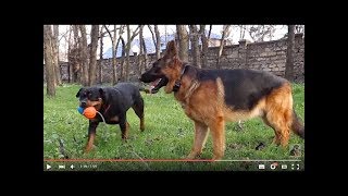 ЖАДНАЯ БАГИРА.Greedy Bagheera. Немецкая овчарка Райт и ротвейлер Багира.Odessa. ЖАДНАЯ БАГИРА.Greedy Bagheera. Немецкая овчарка Райт и ротвейлер Багира.Odessa.