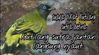 Suara Pikat Burung Kutilang Sutra Betina||masteran Kutilang sutra.