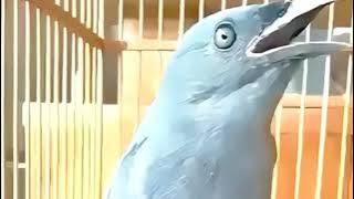 Masteran Juara Srigunting Abu Abu 7 Variasi Suara Tembakan Terbaik 23 November 2025