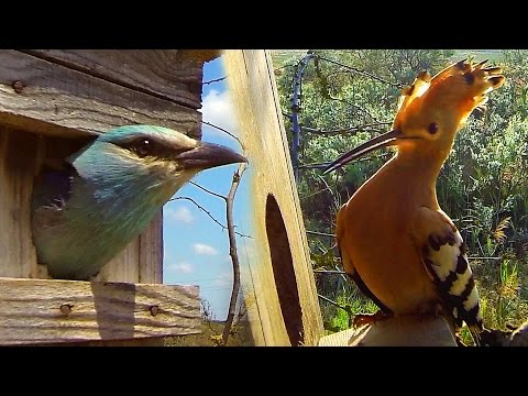 Домики для птиц: удод, сизоворонка | Film Studio Aves