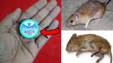 MAGIC VIKS VAPORUB || ONE MINUTE || How To Get Rid of Mouse Rats, Permanently In a Natural Way
