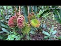 Baru pertama kali Makan buah Pulasan