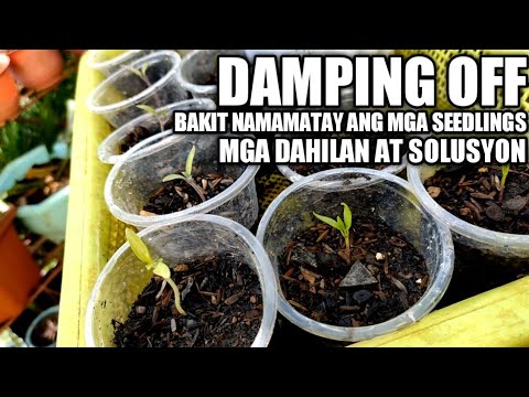 Video: Paano Maiiwasan O Gamutin ang Over Fertilization sa mga Houseplant