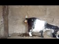 Goat giving birth|Another Painful but Amazing birth of Our Goat Twins Kids|our Best Easter gift