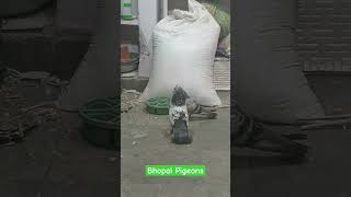 Banja Tu Meri Rani #pigeon #kabootar