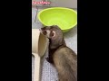 drink water ferret videos #shorts