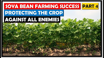 Protecting our Soya Beans Crop: Soya Bean Farming Basics: Part 4